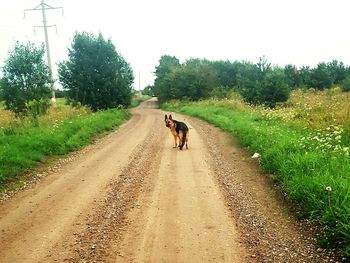 Rear view of person walking on road