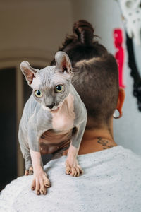 Hairless sphynx cat sitting on shoulder of anonymous person and looking away at home