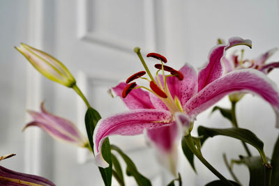 Close-up of pink lily blooming outdoors