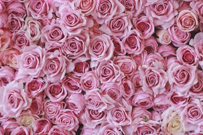 Full frame shot of pink roses