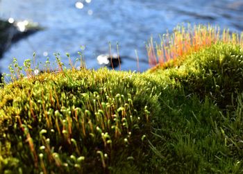 Close-up of plants growing on land