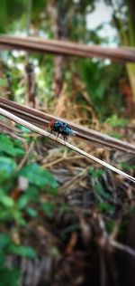 Close-up of insect on plant
