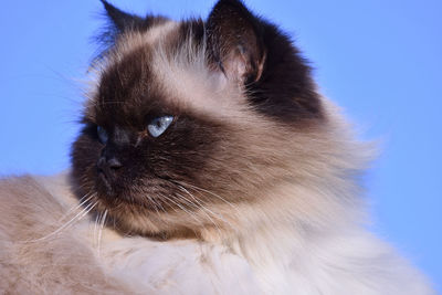 Close-up of a cat looking away