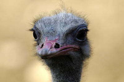 Close-up portrait of a bird