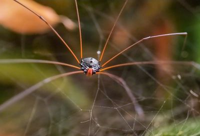 Close-up of spider on web