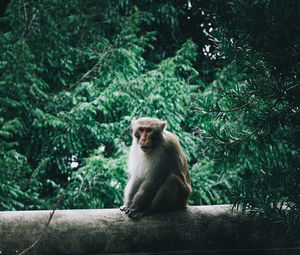 Monky sitting on tree in forest