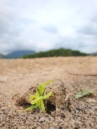 Plant growing on field against sky