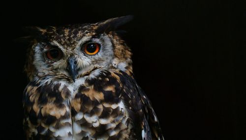 Close-up portrait of owl against black background