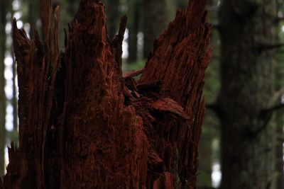 Close-up of bird perching on tree trunk