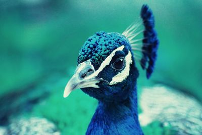 Close-up of peacock