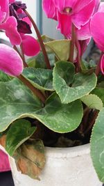 Close-up of plant growing in water