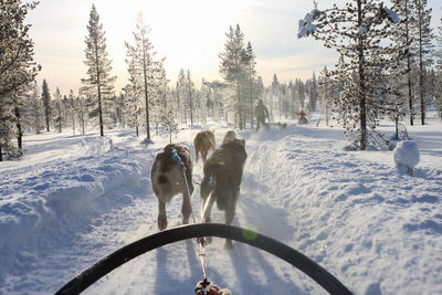 Husky sledging, outdoor winter activity in finland