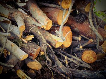 Full frame shot of logs in forest