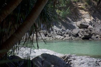 Scenic view of trees