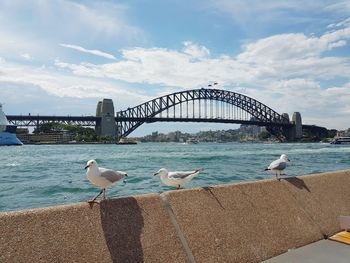 Seagull on bridge over water against sky