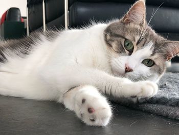 Close-up portrait of a cat