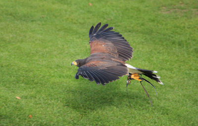 Harris hawk in flight over grass