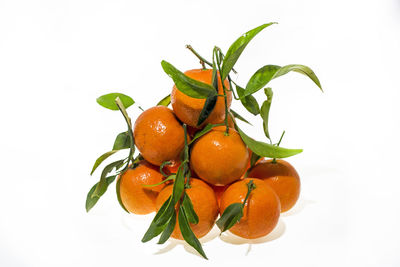 Close-up of orange fruit against white background