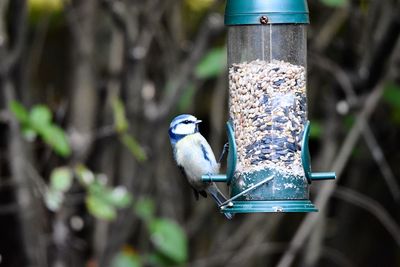 Close-up of bird perching on feeder