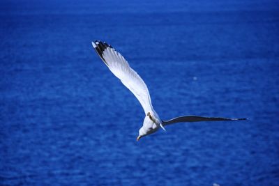 Close-up of bird flying over water