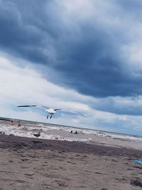 Birds flying over sea against sky