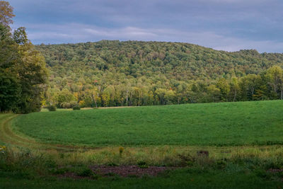 Scenic view of trees on field against sky