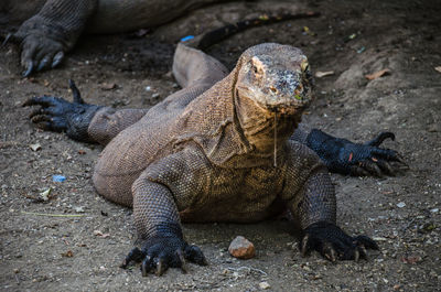 High angle view of lizard on land