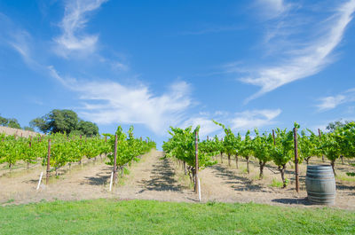 Plants on field against sky