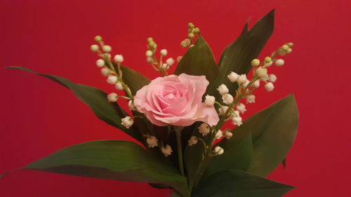 Close-up of flowers against red background