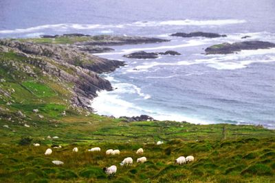 Scenic view of sheep on field against sky