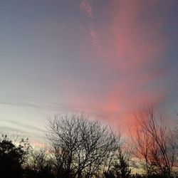 Silhouette of bare trees at sunset