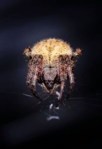 Close-up of spider on web