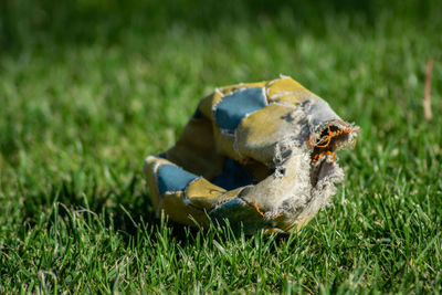 Close-up of turtle on field