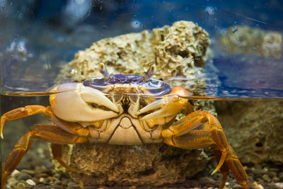 Close-up of crab in fish tank