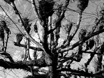 Low angle view of tree against sky