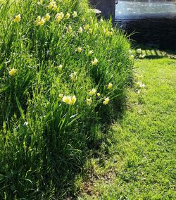 Plant growing in garden