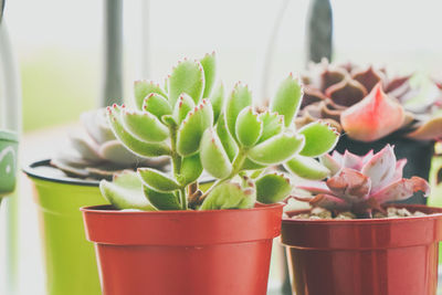 Close-up of potted plant