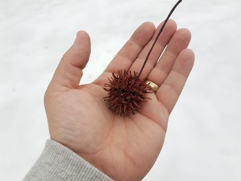 Close-up of hand holding pineapple