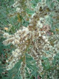 Close-up of flowers on branch