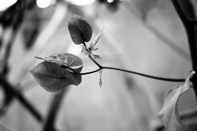 Close-up of dry flower on twig