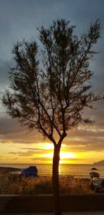 Tree by sea against sky during sunset