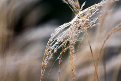 Close-up of stalks against blurred background