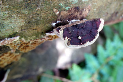 Close-up of mushroom growing on tree trunk