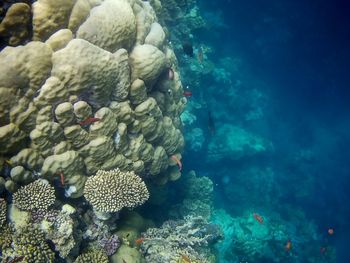 Beautiful tropical fish, marsa alam, egypt