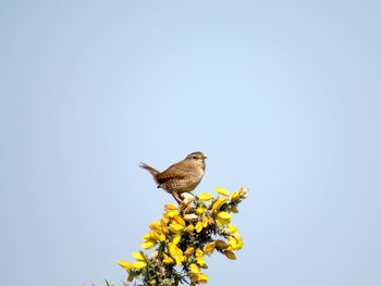 Low angle view of bird perching on flower against sky - wren