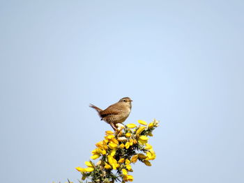 Low angle view of bird perching on flower against sky