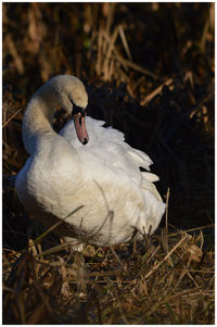 Close-up of swan on field
