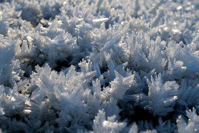 Snow covered trees