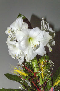 Close-up of white flowers