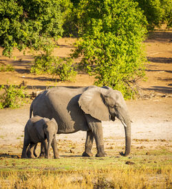 Elephants on field